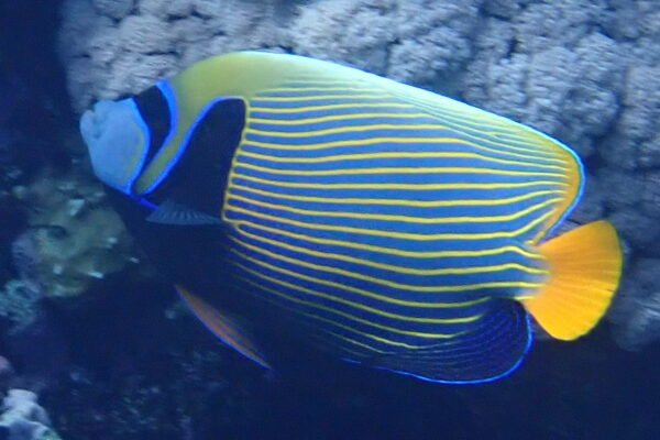 Színváltó császárhal (Pomacanthus imperator)