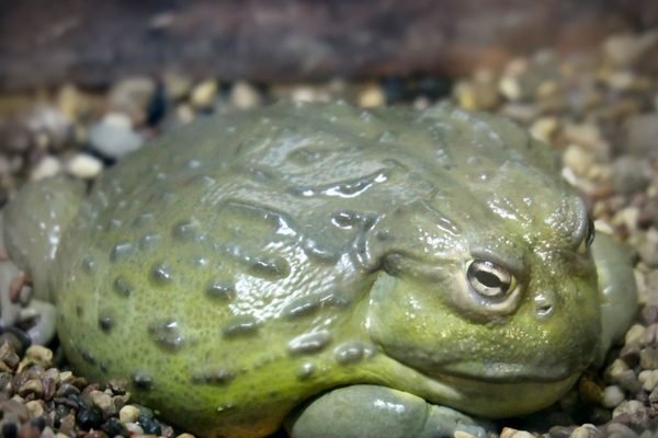 Pyxicephalus adspersus