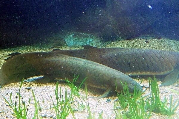 Ausztráliai tüdőshal (Neoceratodus forsteri)