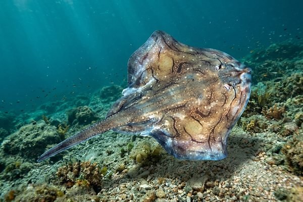 Raja undulata