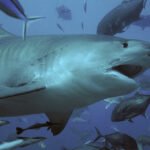 Scarface tigershark