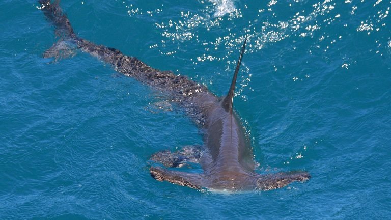 Sphyrna zygaena