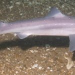 Squalus acanthias stellwagen