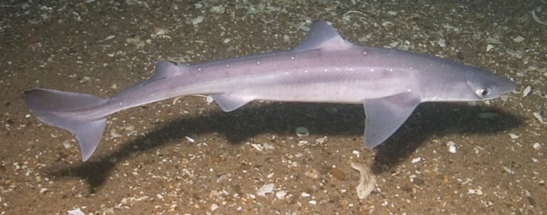 Tüskéscápa (Squalus acanthias)