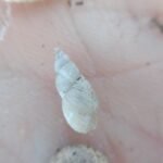 Stagnicola palustris 4ccd3c06124be7edeb8df184edccd62e
