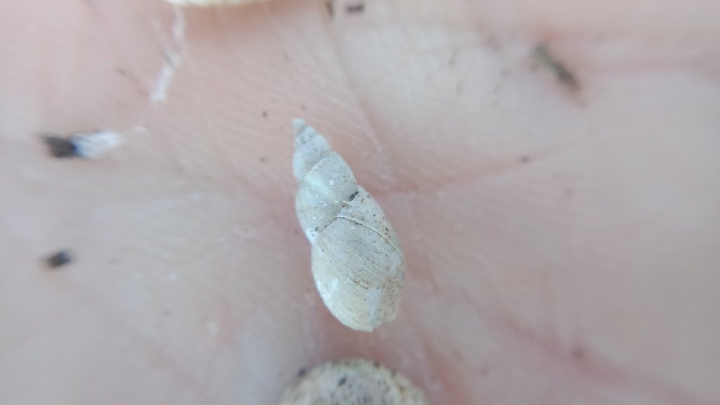 Karcsú csiga (Stagnicola palustris)