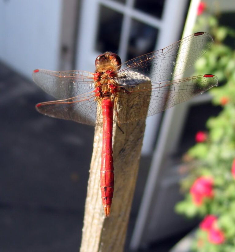 Közönséges szitakötő (Sympetrum vulgatum)