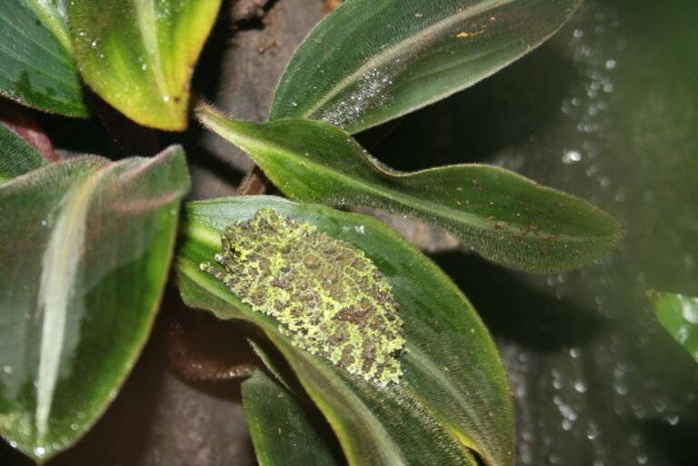 Vietnámi mohabéka (Theloderma corticale)