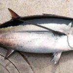 Thunnus alalunga