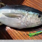 Thunnus albacares be752881e100d6c65b1d483583d13fab