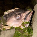Thunnus thynnus 0cefbf77199313b1c140f01ea1ad18a9