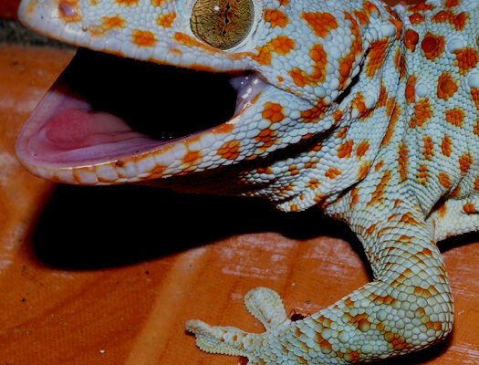 Tokee-gekkó (Gekko gecko)