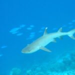 Whitetip reef shark